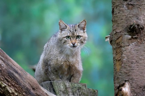 European wildcat (Felis silvestris), adult, sitting on tree trunk, alert, Hesse, Germany, Europe,