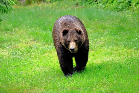 European brown bear (Ursus arctos arctos), adult, female, alert, meadow, in summer, Bavarian Forest