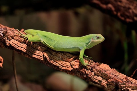 Banded Fiji Iguana (Brachylophus fasciatus), adult, on tree, alert, portrait, Tonga, Fiji, Oceania,