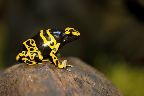 Yellow-banded poison dart frog (Dendrobates leucomelas), adult, alert, South America, captive