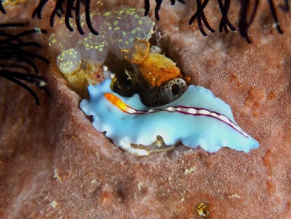 White and blue flatworm with orange stripes, racing stripe whirlpool worm (Pseudoceros bifurcus),