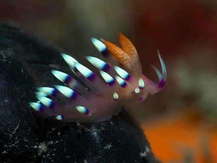 Colourful nudibranch with purple and turquoise stripes, White-tipped Coryphellina, Flame Flabellina