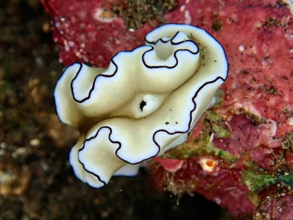 Elegant white sea snail with black edges, Black-margined Glossodoris (Doriprismatica