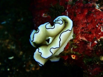 Elegant white snail with black lines, Black-margined Glossodoris (Doriprismatica atromarginata), on