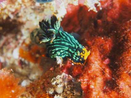 Black-green sea snail with orange-coloured accents, variable neon star snail (Nembrotha kubaryana),