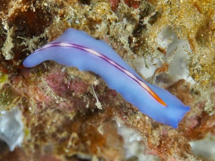 A bright flatworm in shades of blue and orange, Pseudoceros bifurcus, on the seabed. Dive site