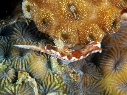 Striped sea snail, volcanic star snail (Hypselodoris krakatoa), crawls over complex coral