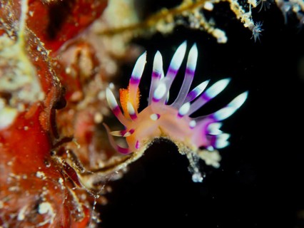 Colourful sea snail with purple tentacles, White-tipped Coryphellina, Flame Flabellina