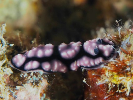 Delicate pink spotted nudibranch, pustule warty snail (Phyllidiella pustulosa), warty snail, on