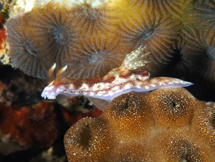 Purple-brown sea snail, volcanic star snail (Hypselodoris krakatoa), crawling over a brown coral.