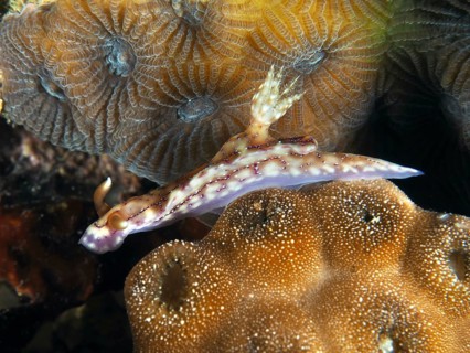 Purple-brown snail, volcanic star snail (Hypselodoris krakatoa), climbs over orange-coloured coral