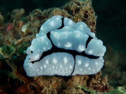 Tuberous white warty snail with black lines, Shireen's Phyllidiopsis (Phyllidiopsis shireenae), on