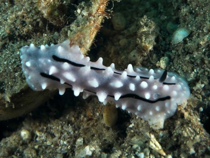 White sea snail with dark stripes, Rudman's Phylidiella (Phyllidiella rudmani), on a sandy seabed.