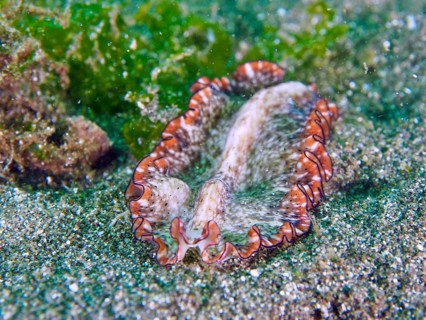 A wavy flatworm, red-brown whirlpool worm (Pseudoceros), on a sandy bottom with nearby algae. Dive