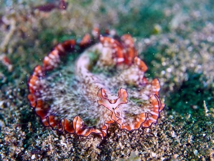 A wavy, grey-brown flatworm with red edges, red-brown swirl worm (Pseudoceros), on a sandy