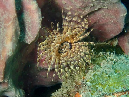 A beige-transparent feather worm, tube worm (Sabellastarte), with a symmetrical pattern. Dive site