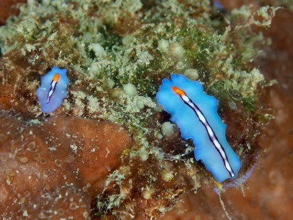 Bright blue-orange flatworms, racing stripe whirlpool worm (Pseudoceros bifurcus), on an