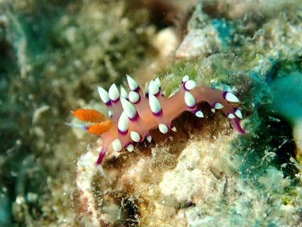 Colourful nudibranch, white-tipped coryphellina, flame flabellina (Coryphellina exoptata)