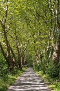 Eine Platanenallee im Hochsommer bei Konstanz, Bodensee, Landkreis Konstanz, Baden-Württemberg,