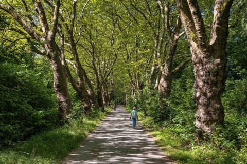 Eine Platanenallee im Hochsommer bei Konstanz, Bodensee, Landkreis Konstanz, Baden-Württemberg,