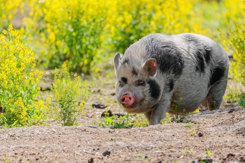 A Kunekune pig (sus scrofa domesticus), a domestic breed from New Zealand walks walks through a