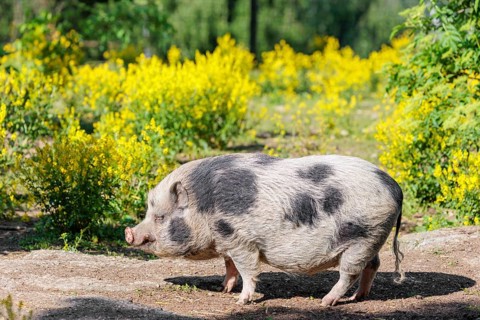A Kunekune pig (sus scrofa domesticus), a domestic breed from New Zealand stands a yellow flowering