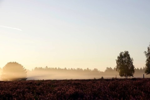 Heath landscape with morning fog, August, Germany