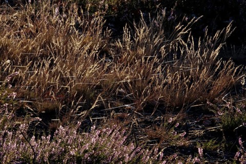 Heath landscape with spider webs, August, Germany