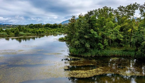 Brenndorf bird sanctuary, Drau riverbank, river, Carinthia, Austria