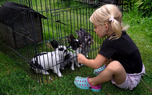 Girl, 4 years, blonde, feeds three rabbits with dandelion, rabbit hutch, animal love, Seeg,
