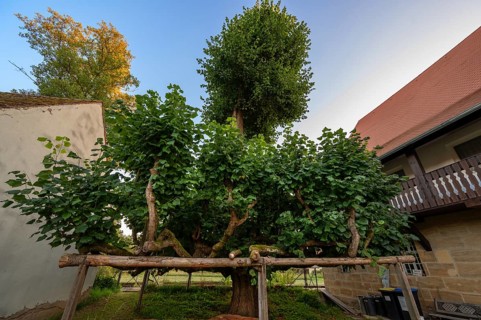 Old dancing lime tree (Tilia), Steinbach, Upper Franconia, Bavaria, Germany
