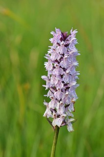 Moorland spotted orchid (Dactylorhiza maculata), inflorescence, close-up, Wilnsdorf, North