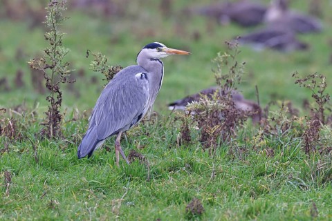 Grey heron (Ardea cinerea), standing in a meadow, Bieslicher Insel, Lower Rhine, North