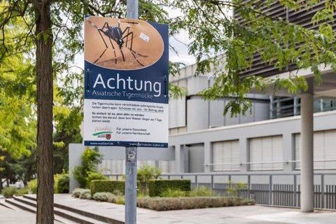 Attention Asian tiger mosquito (Aedes albopictus) . Poster with hazard warning and rules of
