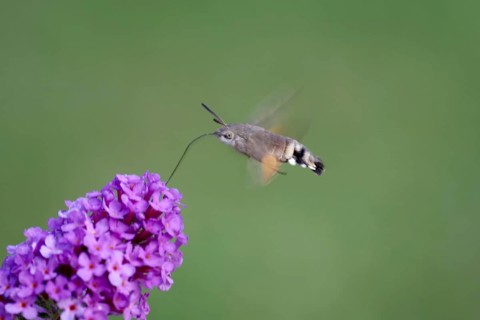 Pigeon tail (Macroglossum stellatarum), in flight, flower, proboscis, Germany, In flight, the