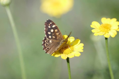 Pararge aegeria, Cota tinctoria, nectar, Germany, With spread wings the moth sits on a yellow