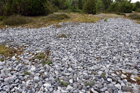 Rügen flint fields, flints, Mecklenburg-Western Pomerania, Germany