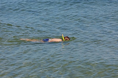 Little boy snorkelling in the sea, Kiel Fjord, Falckenstein, Kiel, Schleswig-Holstein, Germany