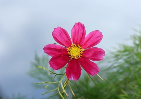 Ornamental basket 'Sensation Mix' (Cosmos bipinnatus), fifteen weeks after sowing, North