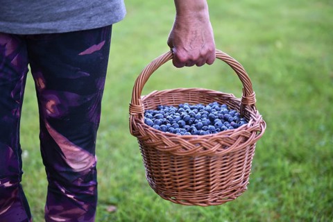 Blueberries, bilberries, (Vaccinium myrtillus) in a basket