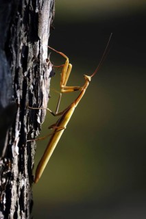 Praying mantis, August, Saxony, Germany