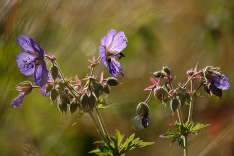 Meadow cranesbill, July, Germany