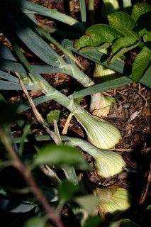Growing onions in the garden, July, Germany