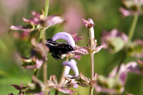 Wood bee, July, Germany