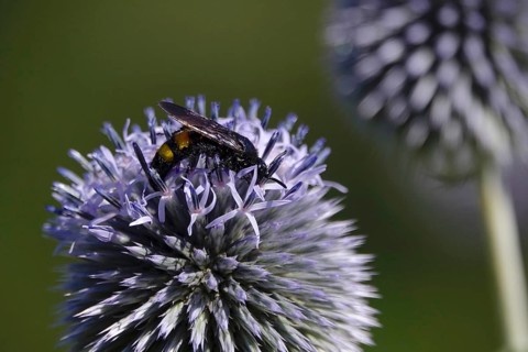 Scolia hirta, July, Germany