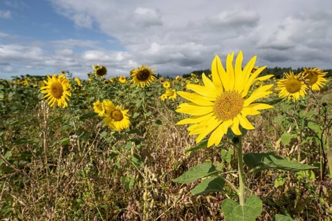 Sunflowers (Helianthus annuus), Emsland, Lower Saxony, Germany