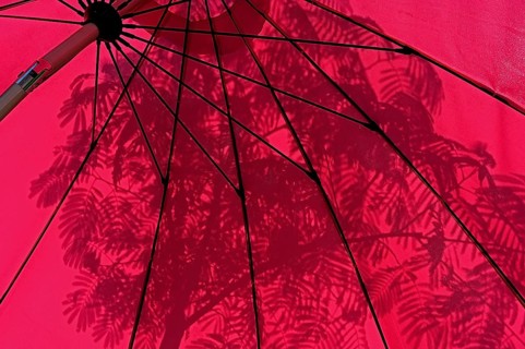 Red parasol with shade cast by a silk tree (Albizia julibrissin), Bavaria, Germany