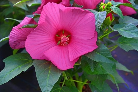 Hibiscus flower or marshmallow flower (Hibiscus moscheutos), Bavaria, Germany