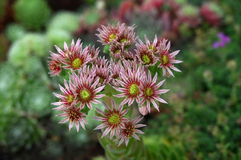 Flowering roof houseleek (Sempervivum tectorum), Baden-Württemberg, Germany