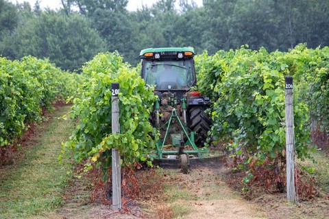 Berrien Springs, Michigan - Durling a light rain storm, a farmer mows between rows of grapes on a